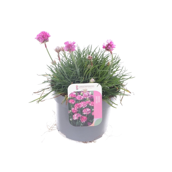 <h4>Armeria maritima Dusseldorf Pride</h4>