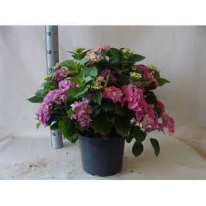 Hydrangea mac.