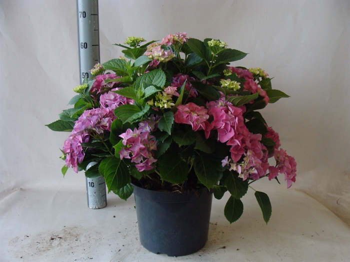 <h4>Hydrangea mac.</h4>