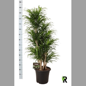 Dracaena refl. 'Anita'