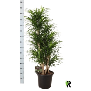 Dracaena refl. 'Anita'