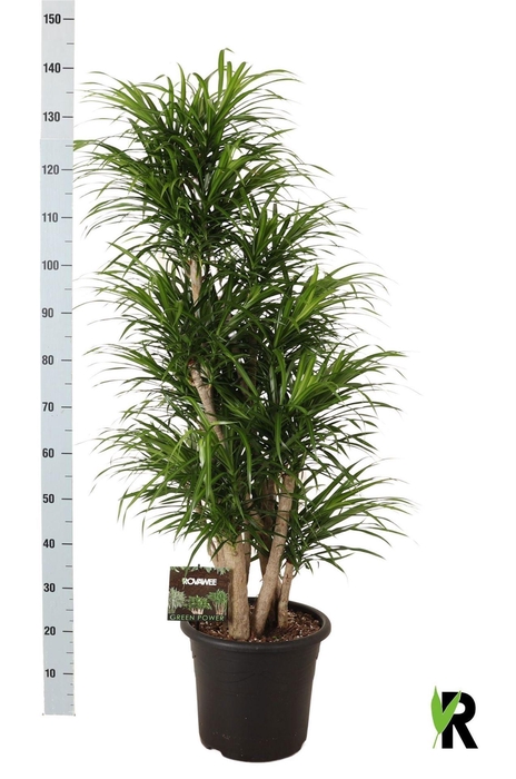 <h4>Dracaena refl. 'Anita'</h4>