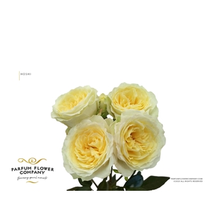 Rosa Spray Princess Hoshi