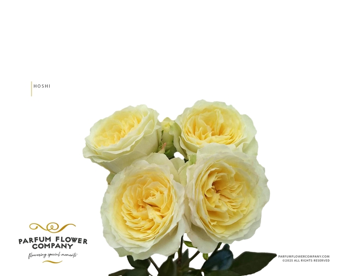 <h4>Rosa Spray Princess Hoshi</h4>