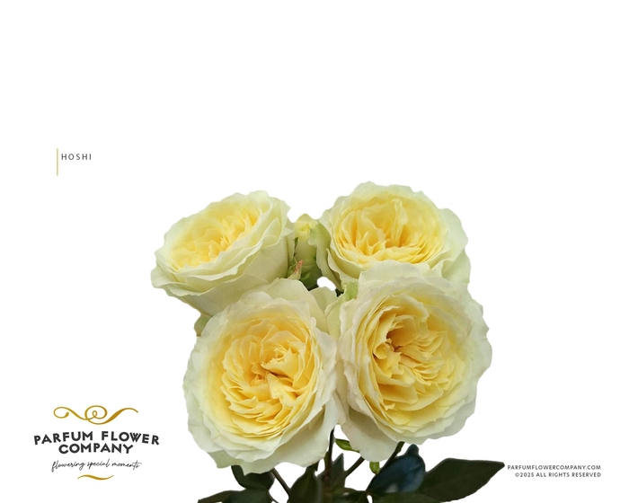 <h4>Rosa Spray Princess Hoshi</h4>