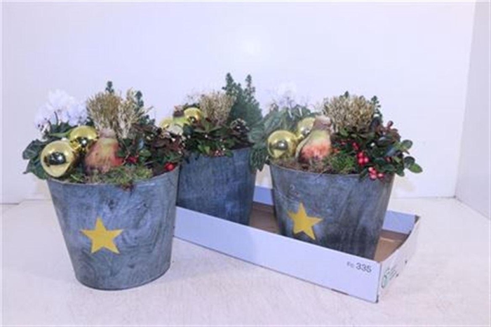 <h4>Arr Hippeastrum</h4>