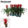 Guzmania Calypso (Decorum)