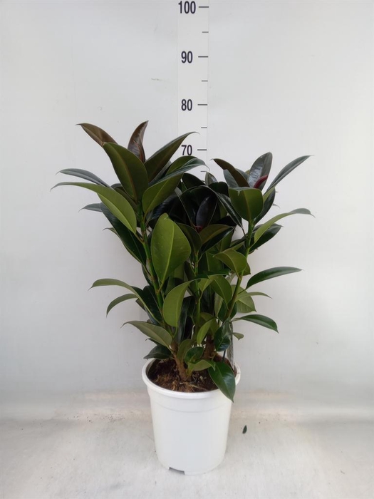 <h4>Ficus   ...</h4>