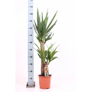 YUCCA