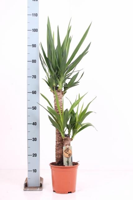 <h4>YUCCA</h4>