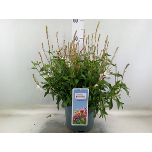 Gaura lindheimeri   ...
