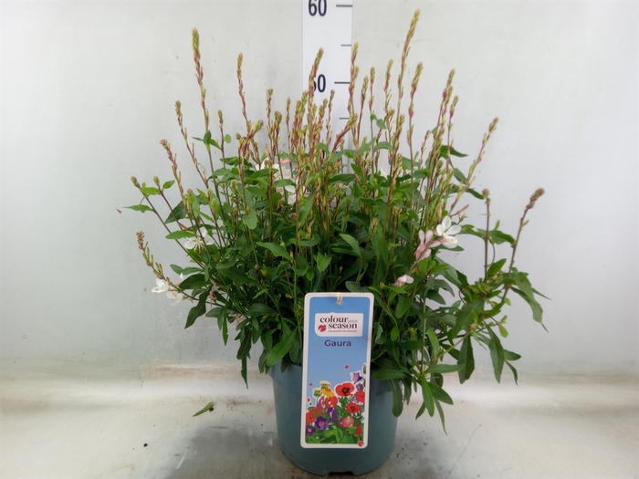 <h4>Gaura lindheimeri   ...</h4>