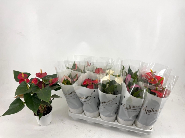 <h4>ANTHU AN GEM 5 KL</h4>