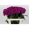 Dahlia Purple Fox