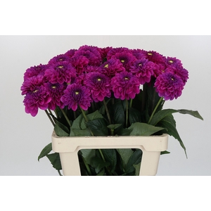 Dahlia Purple Fox