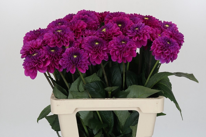 <h4>Dahlia Purple Fox</h4>