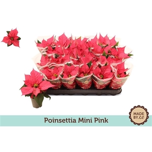 Euph. Poinsettia Mini Pink in sleeve