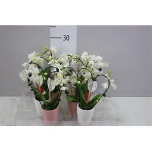 Phal Mini Wit Heart Shape