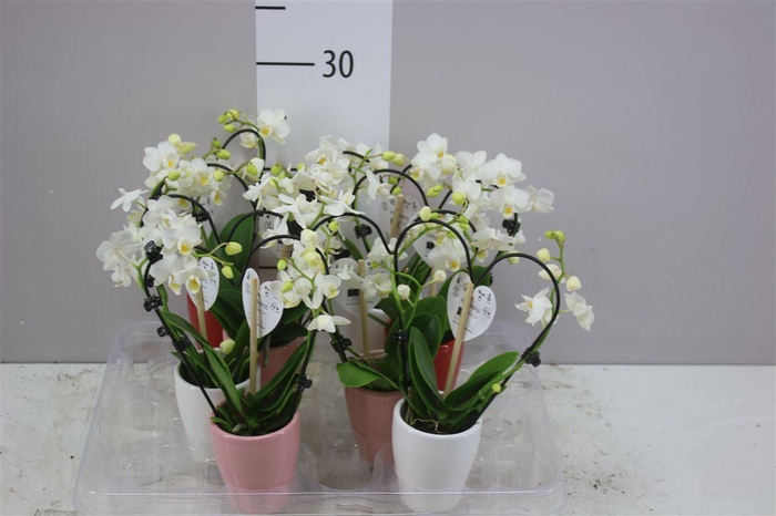 <h4>Phal Mini Wit Heart Shape</h4>