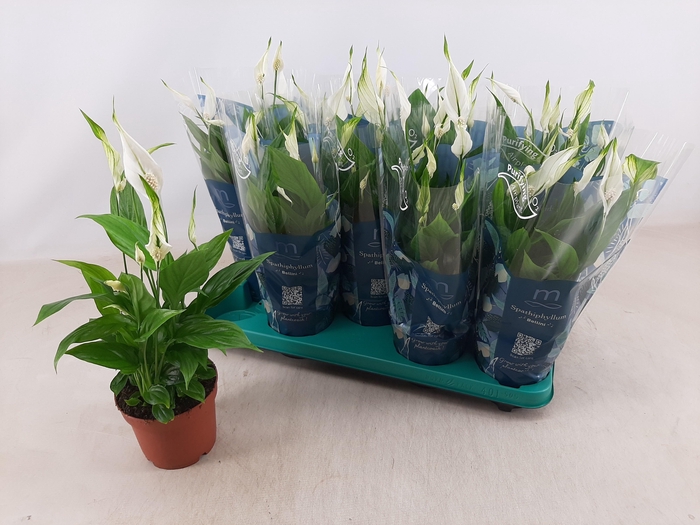 <h4>SPATH BELLINI</h4>