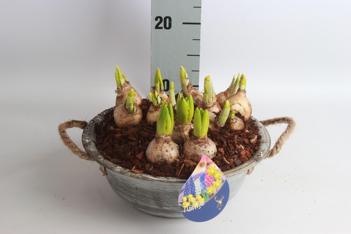 <h4>ARR BOL KNOLGEWAS</h4>