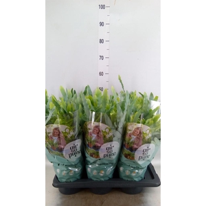 Phlebodium aureum 'Blue Star'