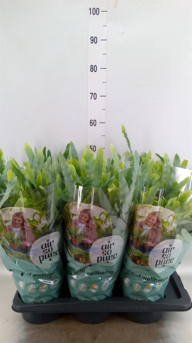 <h4>Phlebodium aureum 'Blue Star'</h4>