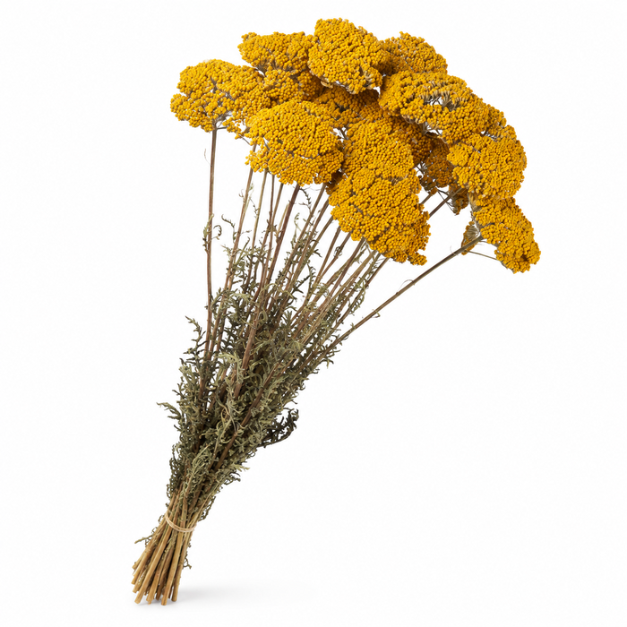 <h4>Dried Achillea Parker</h4>