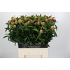 Paeonia Coral Charm