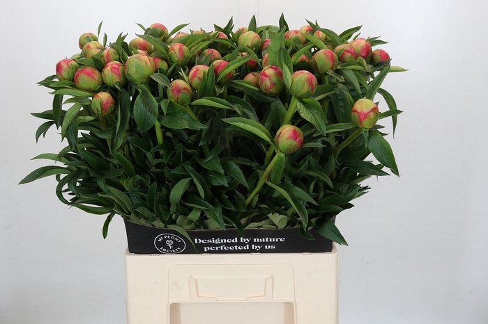 <h4>Paeonia Coral Charm</h4>