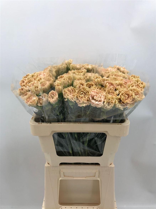 <h4>DI ST LEGE PINK</h4>