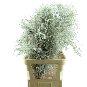 Asparagus Wild + Sneeuw