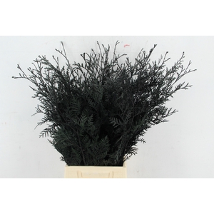 Coniferen xl intense Black per bunch