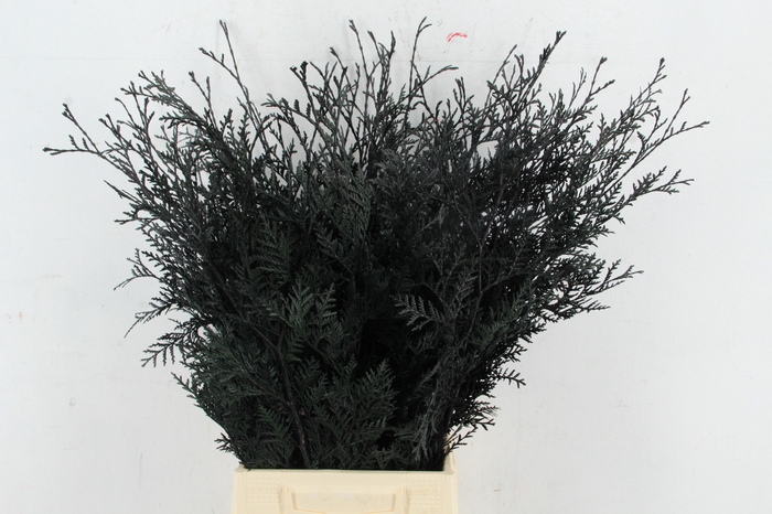 <h4>Coniferen xl intense Black per bunch</h4>