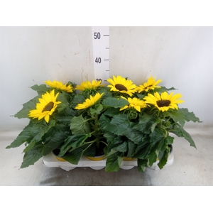Helianthus an. 'Sunsation'