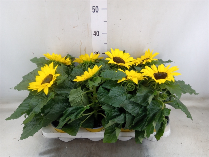 <h4>Helianthus an. 'Sunsation'</h4>