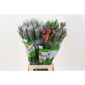 Alstr Amposta Fu  70cm
