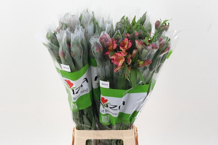 <h4>Alstr Amposta Fu 70cm</h4>