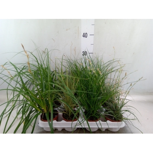Carex   ...mix