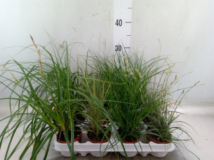 <h4>Carex   ...mix</h4>