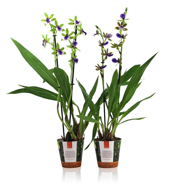 <h4>Inca Zygopetalum 2 spike in Jungle cover</h4>