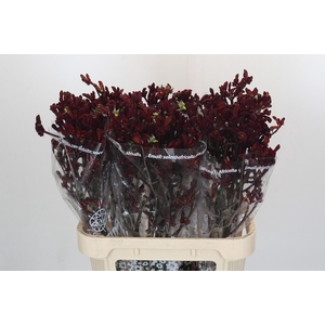 Anigozanthos Early Spring