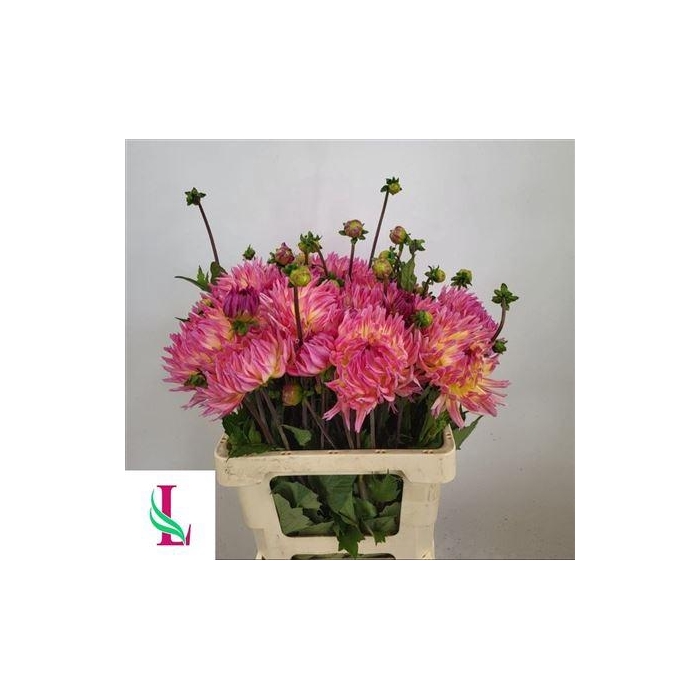 <h4>Dahlia Karma Sangria</h4>