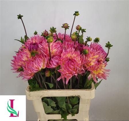 <h4>Dahlia Karma Sangria</h4>