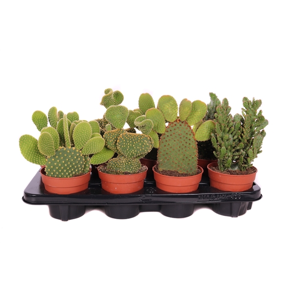 <h4>Opuntia mix 12 cm</h4>