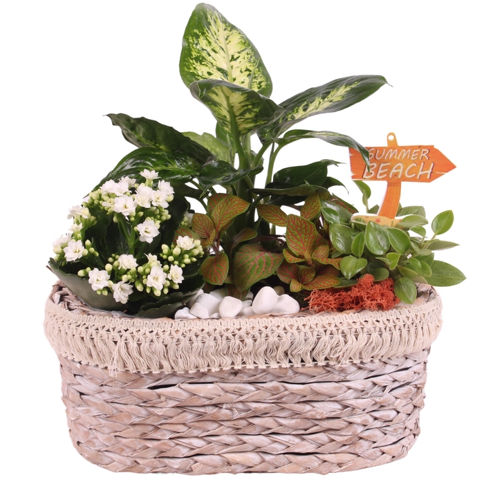 <h4>Opm Maritime Arr. Indoor Willow Pot Oval Frills</h4>