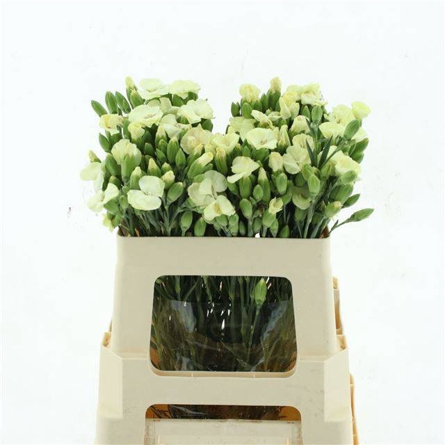 <h4>DI TE SYMPLY VERDE</h4>