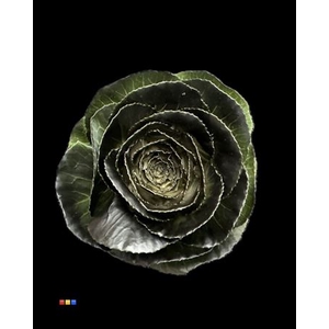 Brassica Black