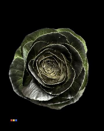 <h4>Brassica Black</h4>