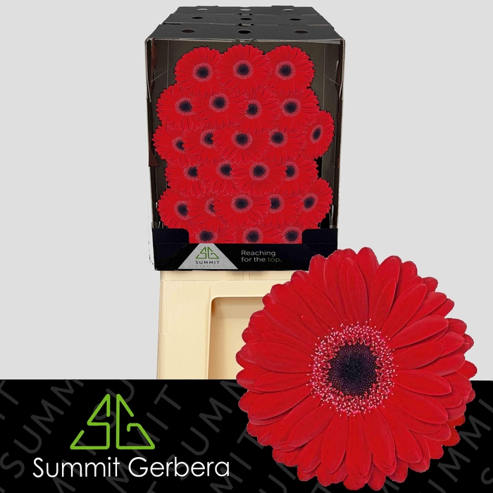<h4>Germini Black Tie Diamond</h4>